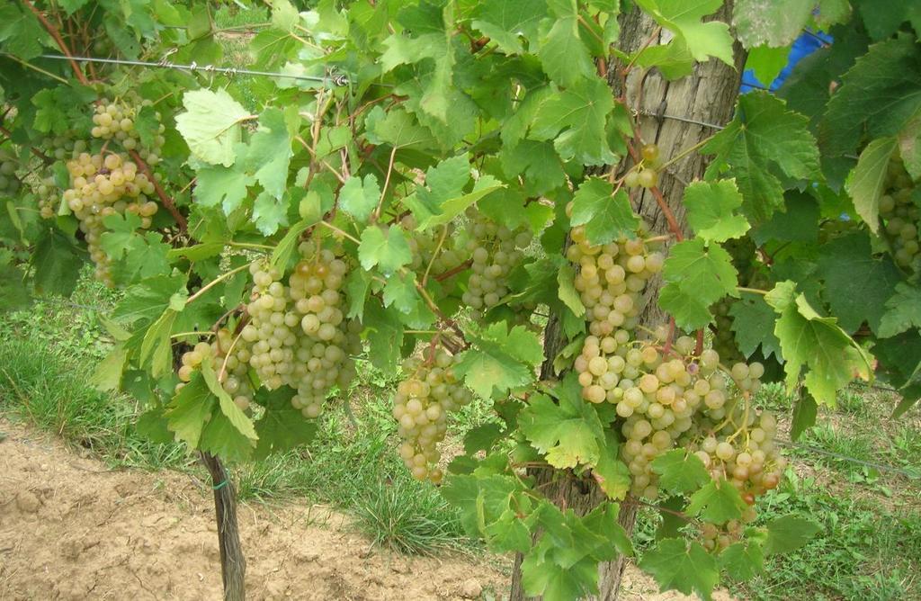 Weinbauernhof Vier Jahreszeiten Staatz Exterior foto